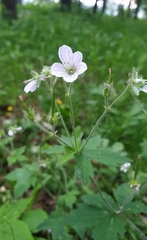 Geranium sylvaticum
