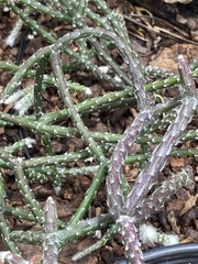 Rhipsalis pilocarpa