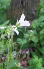 Geranium sylvaticum