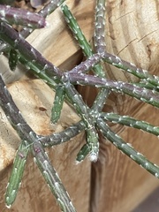 Rhipsalis pilocarpa