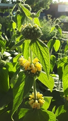 Phlomis fruticosa