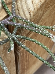 Rhipsalis pilocarpa
