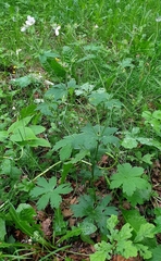Geranium sylvaticum