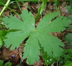 Geranium sylvaticum