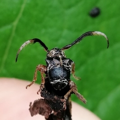 Tessarecphora arachnoides