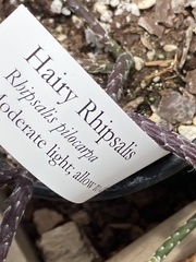 Rhipsalis pilocarpa