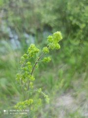 Galium mollugo