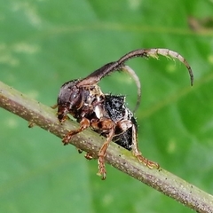 Tessarecphora arachnoides