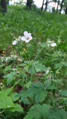 Geranium sylvaticum