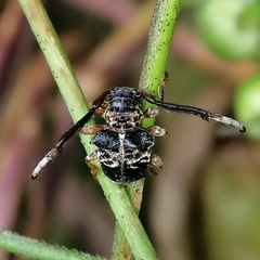 Tessarecphora arachnoides
