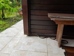 Chironius bicarinatus