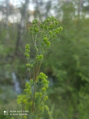 Galium mollugo