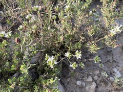 Arenaria aggregata