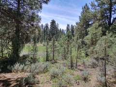 Juniperus occidentalis