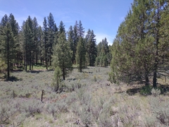 Juniperus occidentalis