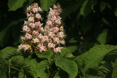Aesculus hippocastanum
