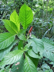 Aphelandra sinclairiana
