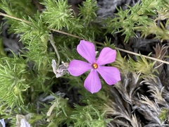 Phlox douglasii