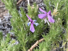 Phlox douglasii