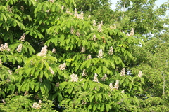 Aesculus hippocastanum