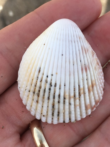 Trachycardium egmontianum