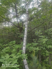 Betula pendula