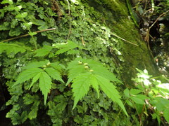 Elatostema laetevirens