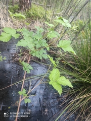 Rubus idaeus