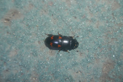 Glischrochilus japonius