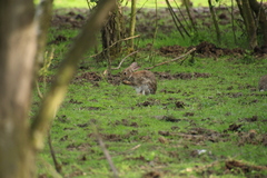 Oryctolagus cuniculus