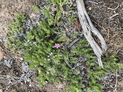 Phlox douglasii