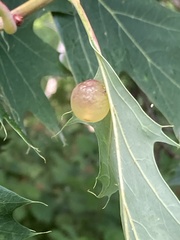 Amphibolips nubilipennis