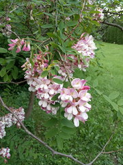 Robinia × ambigua
