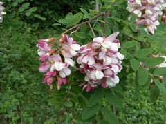 Robinia × ambigua