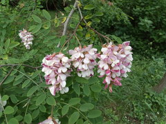 Robinia × ambigua