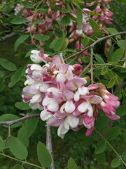 Robinia × ambigua