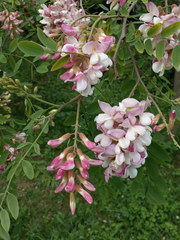 Robinia × ambigua