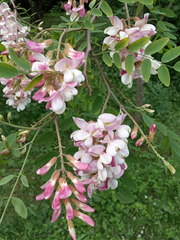 Robinia × ambigua