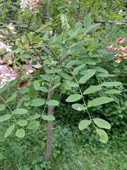 Robinia × ambigua