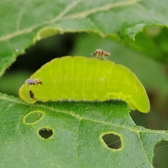 Pseudolycaena marsyas