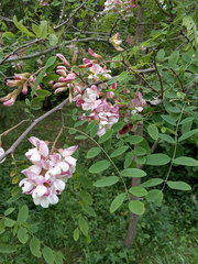 Robinia × ambigua
