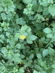 Geum urbanum