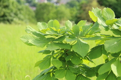 Aesculus hippocastanum
