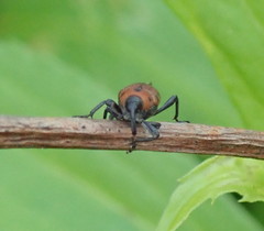 Rhodobaenus tredecimpunctatus