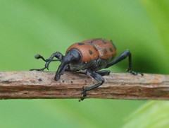 Rhodobaenus tredecimpunctatus