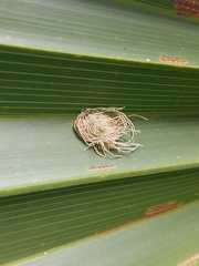 Hemisphaerota cyanea