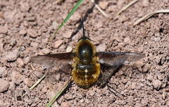 Bombylius mexicanus