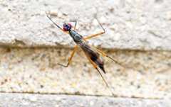 Rainieria antennaepes