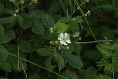 Rubus fruticosus