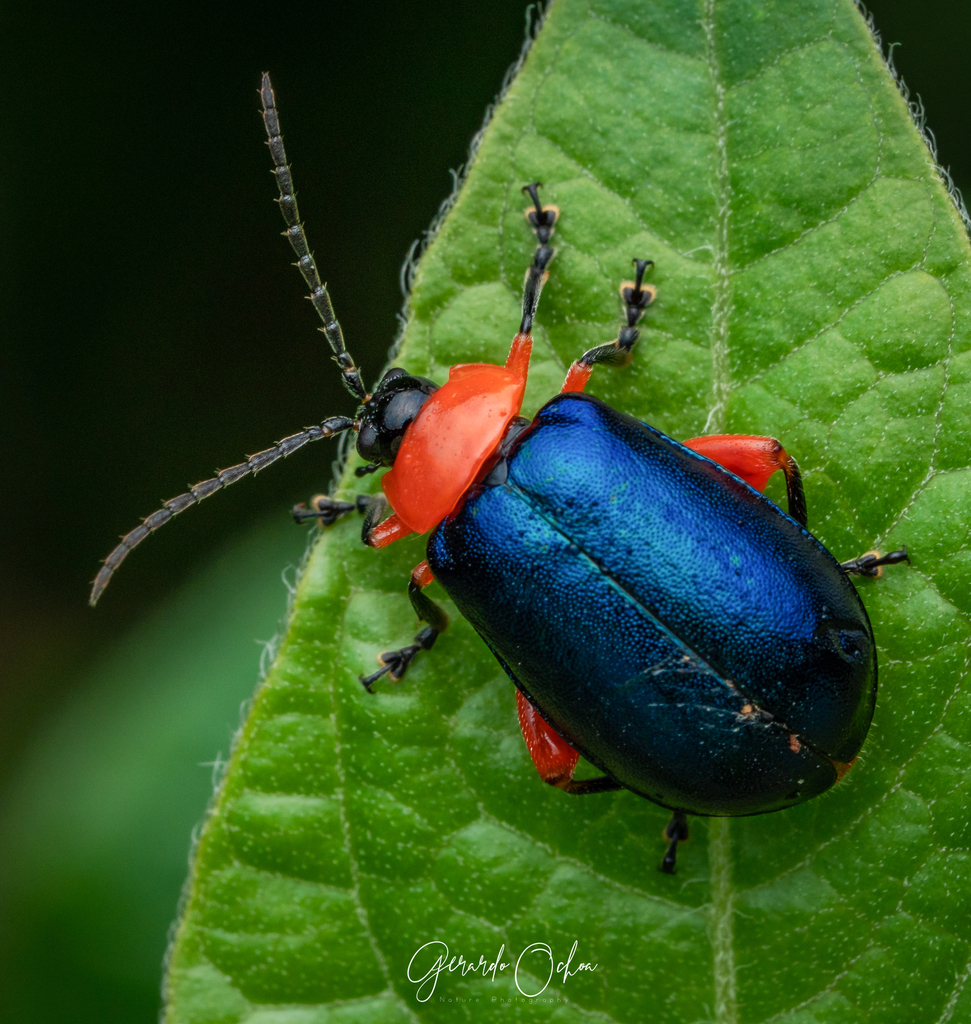 Asphaera abdominalis